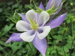 Colorado Columbine purple star shaped flower with whtie and yellow buds on the inside