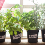 pots of dill, basil, parsley and rosemary on a window sill with red and white checked curtains