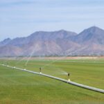 irrigation pipe irrigating a green field with mountains and a blue sky in the background.