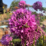 Cleomella serrulata or purple Rocky Mountain beeplant with bees