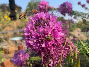 purple flower with bees