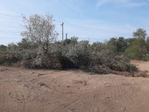 a fallen Russian olive tree laying on brown dirt