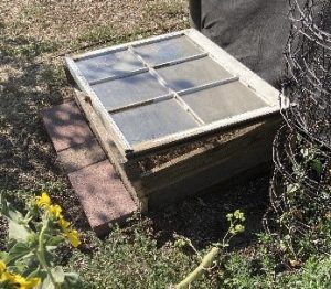 Cold frame made of wood with a six panel window on top planted in a garden