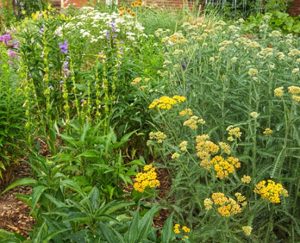 large bit of yellow and white yarrow with purple bells and various other green grasses