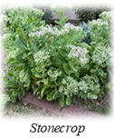 a photo of stonecrop (white flowers, green leaves)