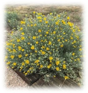 green bush with yellow flowers