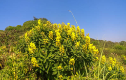 Golden candles - bushy plant with yellow flowers