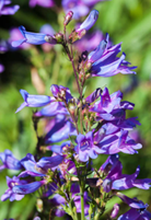 Carolyn's hope follower dark purple flower shaped like a bell