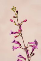 Pikes Peak Purple flower that is a just a tad more red than the previous