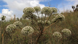 Moon carrot plant - not a bushy plant - more like sticks for stems with white fluffy balls as flowers