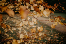 small leaves turning brown 