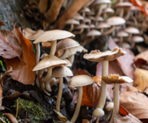 a group of mushrooms with small white stems and white caps that resemble a flat umberalla
