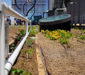 garden bed showing white pipes for water, a solar heater and yellow flowers. 
