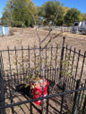 small red container in a wrought-iron fenced in square garden plot