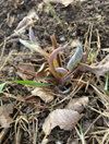 the start of plant growth beneath dried leaves in a flower bed