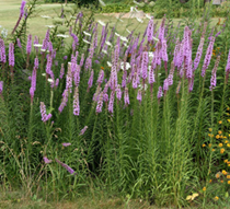 tall purple flowers on green stems