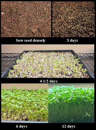 five part photo - two on top, one in middle, two on bottom. Top left is seeds in dirt, top right is seeds starting to sprout after 3 days, middle photo is tray of sprouts turning green in 4 days, bottom left is photo of green sprouts about 2 inches tall after 6 days, bottom right is sprouts after 12 days about 5 inches tall.