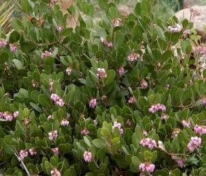 broadleaf flower with pink buds