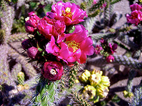 cactus with pink and yellow blooms