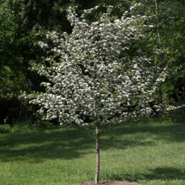tree about 8 feet tall with bare trunk about 5 inches in diameter with silver/green leaves