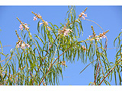 stringy looks stems with green leaves and pink flowers