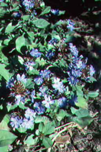 ground covering plant with dark green leaves and purple flowers